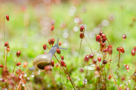 蜗牛和苔藓