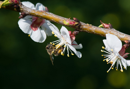 上一朵白花蜂蜜蜂