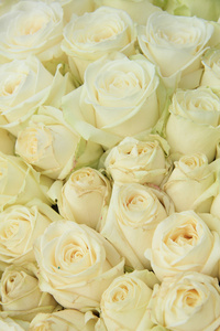 婚礼安排的白玫瑰