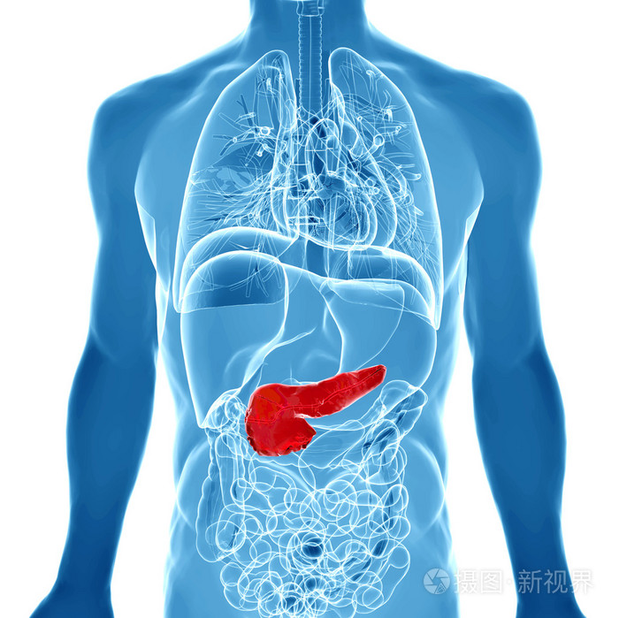 男性胰腺的 3d 呈现的插图