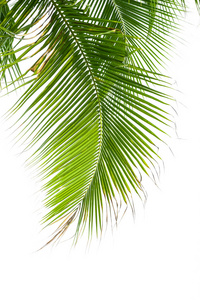 孤立在白色背景上的棕榈树的叶子