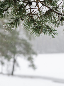 分支的一棵松树的水滴。冬天下雪天