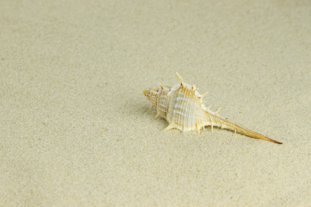 海贝壳砂中