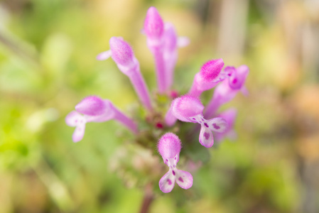 henbit 的花