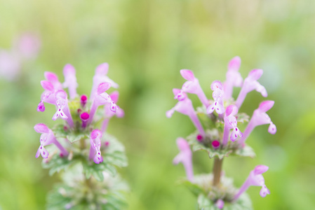 henbit 的花