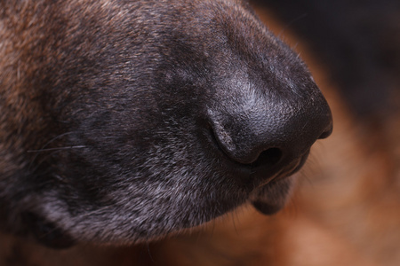 德国牧羊犬的狗的鼻子宏侧视图图片