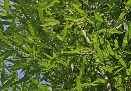 bambus strom vtv