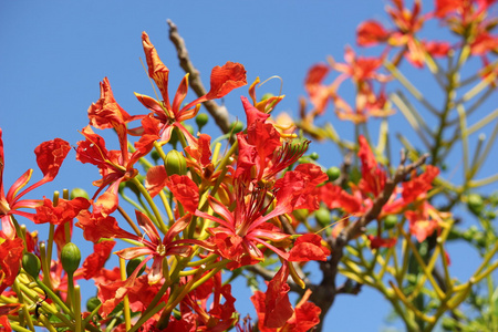 凤凰木树花和花明亮加勒比蓝天的衬托