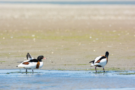 夫妻共同 shelducks