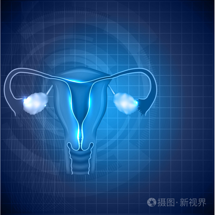 女性生殖系统背景, 子宫和卵巢