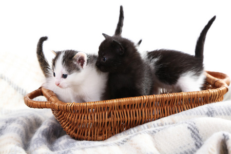 可爱的小小猫在柳条编织的篮子