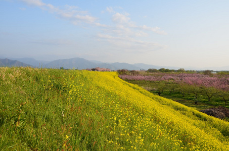 泉域芥末