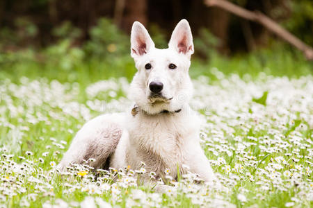 白色瑞士牧羊犬