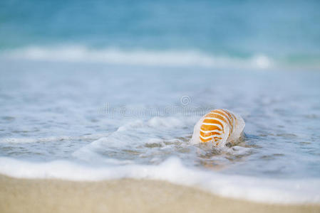 鹦鹉螺贝壳伴着海浪，阳光下的佛罗里达海滩
