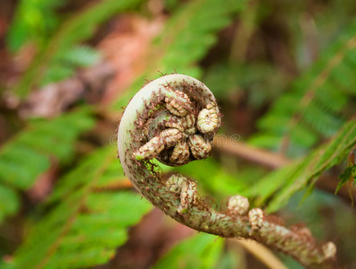 蕨类嫩枝