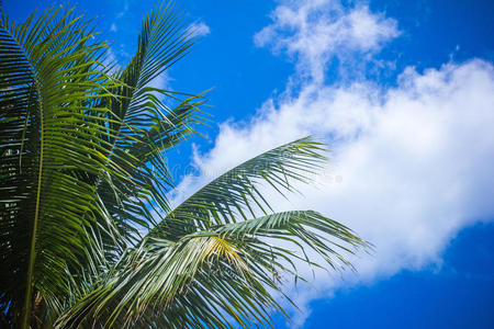 蓝天下的椰子树。泰国
