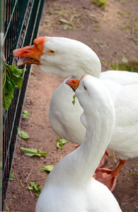 鹅食草