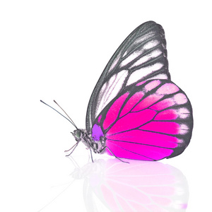 白色和粉色蝴蝶