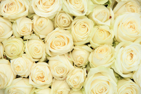 婚礼安排的白玫瑰