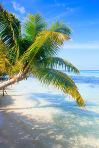 热带棕榈海景