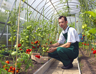 工人收获番茄的温室