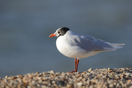 地中海鸥 黑 melanocephalus