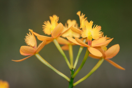 兰花花