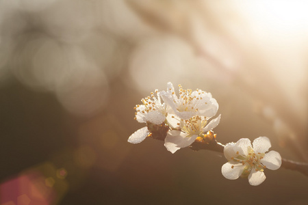 盛开的梅花树