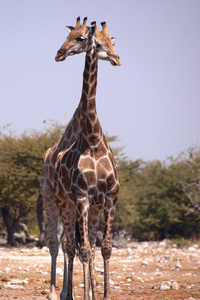 两只长颈鹿在纳米比亚埃托沙