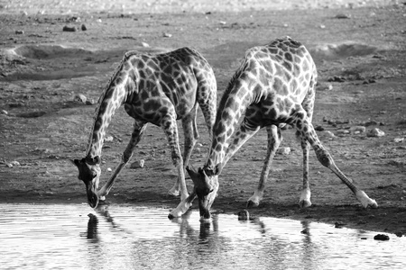 两只长颈鹿在埃托沙国家公园纳米比亚