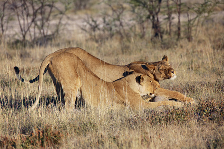 两只母狮在埃托沙国家公园纳米比亚
