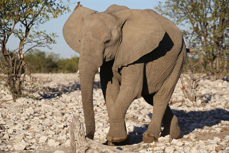 在埃托沙国家公园的精彩大象