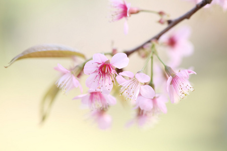 樱花盛开，粉色樱花花