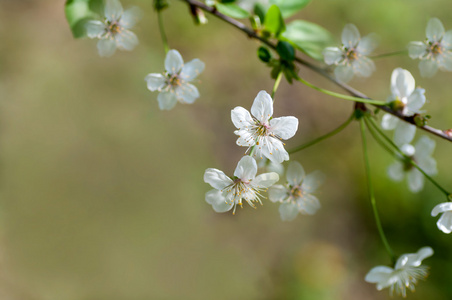 里的樱桃花