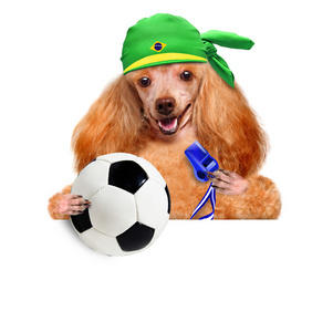 狗玩足球