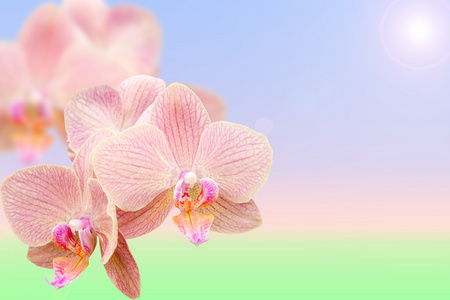 春季开花异域的粉色兰花的早晨