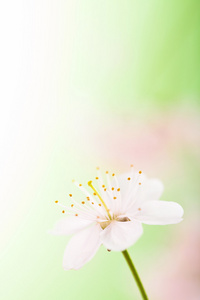 春天的花朵，在模糊的背景