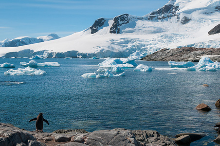 南极雪盖山和单一巴布亚企鹅