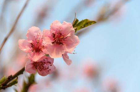 桃花