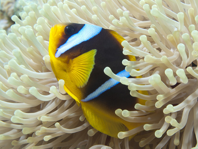 红海 anemonefish