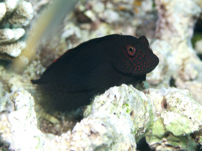 施普林格 blenny