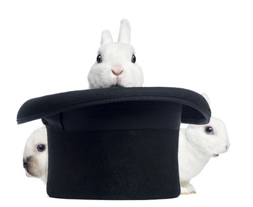 三个迷你獭兔出现从高顶大礼帽