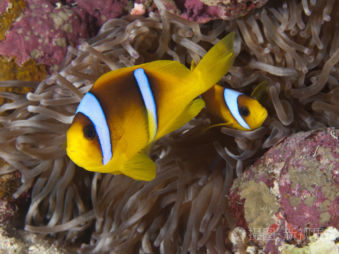 红海anemonefish