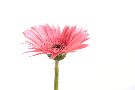 孤立的花粉色非洲菊