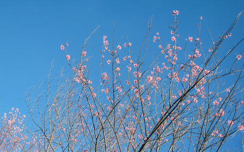 野生喜马拉雅山樱桃花，泰国樱花开花