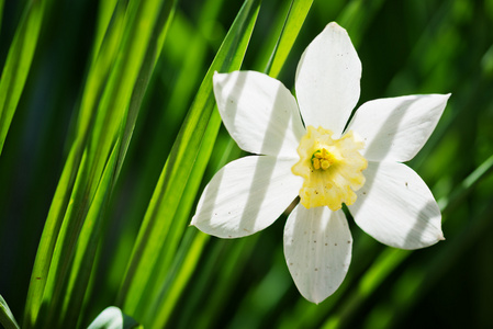 水仙花