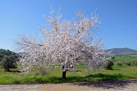 李子树开花