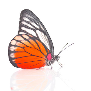白色和橙色的蝴蝶