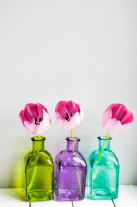 在白色背景上的彩色花瓶的粉红色郁金香
