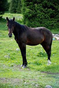 一匹马在草地上